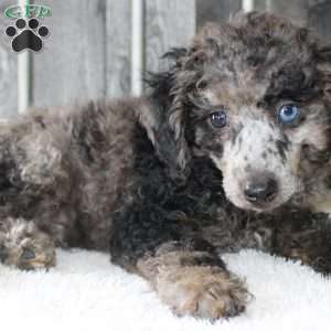 Bobby, Miniature Poodle Puppy